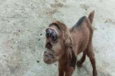 Viral, Seekor Kambing...