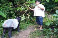 Kemunculan Tapir di...