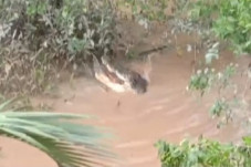Horor! Penampakan Buaya...