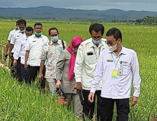 Kementan Perkuat Koordinasi...