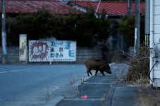 Kecelakaan Nuklir Fukushima...