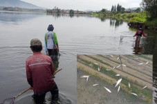 Solok Geger, Ikan di...