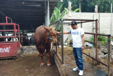 Penjual Hewan Kurban...