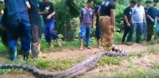Ular Piton Sepanjang...