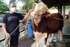 Penampakan Simental...