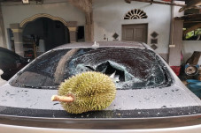 Viral, Durian yang Tak...