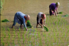 Petani di Simalungun...