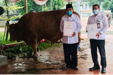 Jokowi Serahkan Sapi...