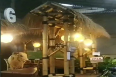 Sapi Kurban Mampir ke...