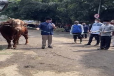Serahkan Sapi Kurban...