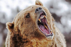 Beruang Grizzly Teror...