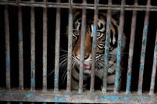 Harimau Sumatera di...