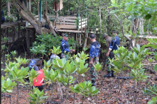 5.000 Pohon Bibit Mangrove...