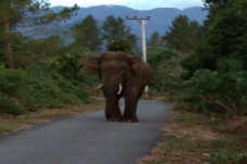 4 Ekor Gajah Liar Berkeliaran...