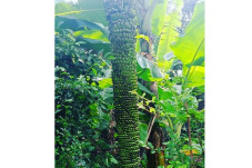 Aneh dan Unik! Pisang...