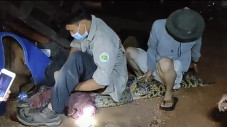 Bangka Gempar, Buaya...