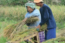 Harga Gabah Kering di...
