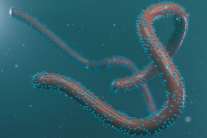 WHO Sebut Virus Marburg...