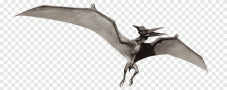 Journal of Vertebrate...