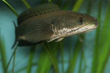 Manfaat Ekstrak Ikan...