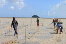 Rehabilitasi Hutan Mangrove...