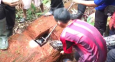 Dua Piton Raksasa Bikin...