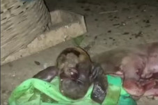 Heboh! Anak Kambing...