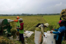 Panen 31 Juta Ton Beras,...