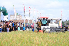 Panen Raya di Sidrap,...