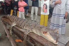 Buaya Muara Bikin Geger,...