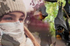 Mengenal Virus Nipah...
