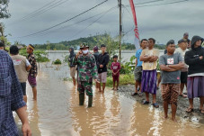 Ratusan Hektar Sawah...