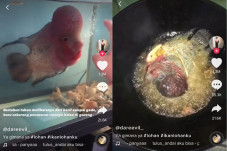 Viral Pria Goreng Ikan...