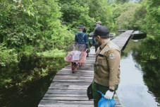 Terlepas dari Kandang,...