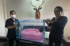 Owa Siamang Langka Bupati...