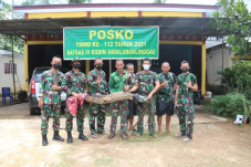Masuk Rumah Warga, Buaya...