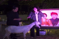 Hadiahi Istri Kambing...