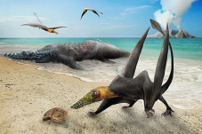 Fosil Pterosaurus Baru...