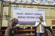 Bulog Berhasil Serap...