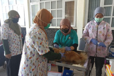 BBVet Maros Buka Layanan...