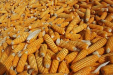 Data Stok Jagung Disebut...