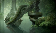 Kerabat Titanoboa, Ahli...