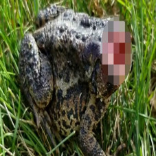 Katak Zombie tanpa Kepala...