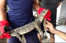 Masuk Rumah, Biawak...
