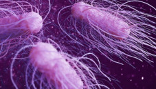 Bakteri Misterius Salmonella...