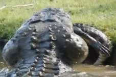 Viral, Buaya Memakan...