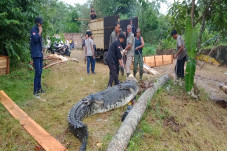 26 Ekor Buaya Ganas...