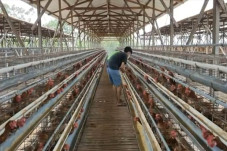 Harga Telur Terjun Bebas,...