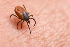 Yezo Virus Baru Berasal...
