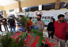 Tanami Kebun Cabe dengan...
